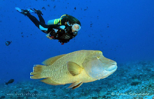 Diver with napoleon. Nikon D2Xs, Nikon Zoom 12-24 / Seaca... by Frank Schneider 